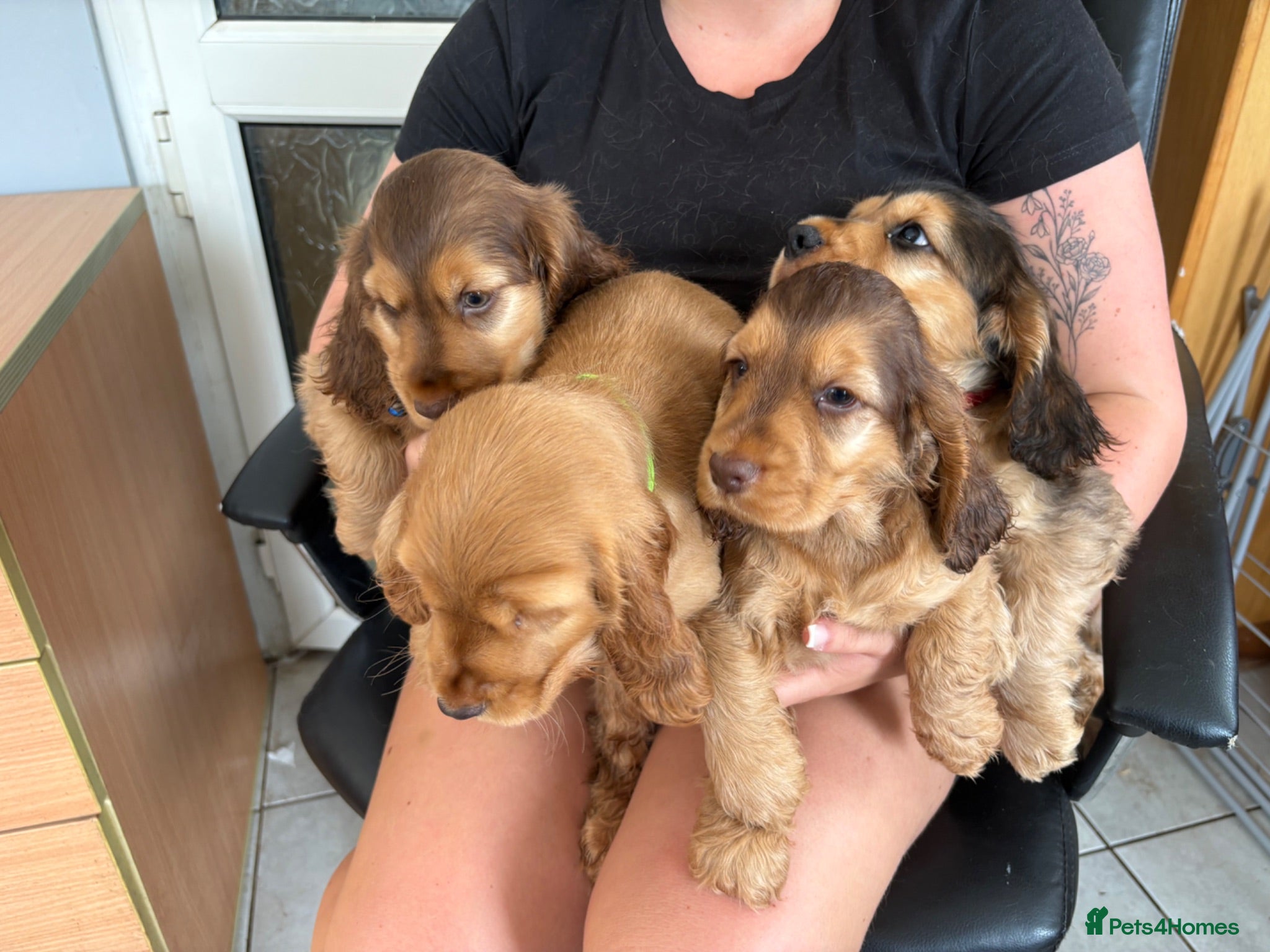 Cocker Spaniel dogs Sable cocker spaniel puppies ready to leave - Advert 4