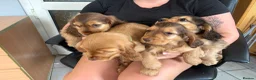 Cocker Spaniel dogs for sale: Sable cocker spaniel puppies ready to leave - Advert 1