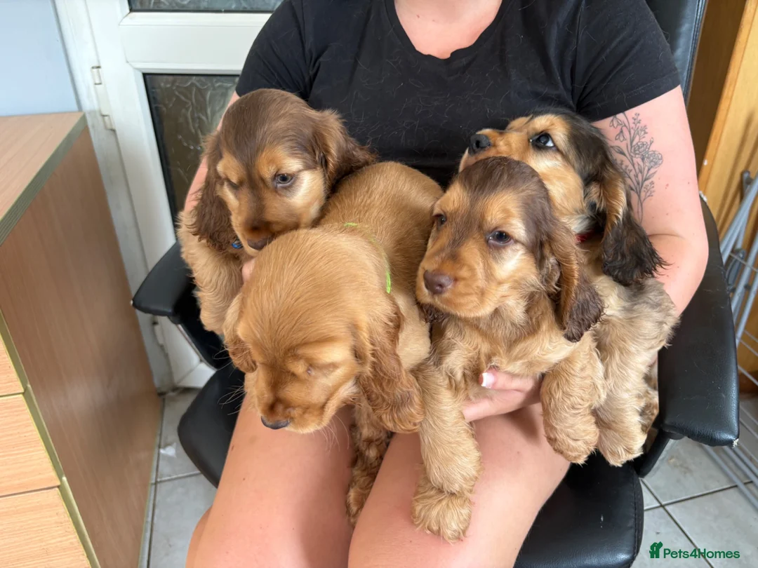 Cocker Spaniel dogs for sale: Sable cocker spaniel puppies ready to leave - Advert 1