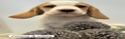 Beagle dogs for sale: ** Full pedigree beautiful beagles ** - Advert 22