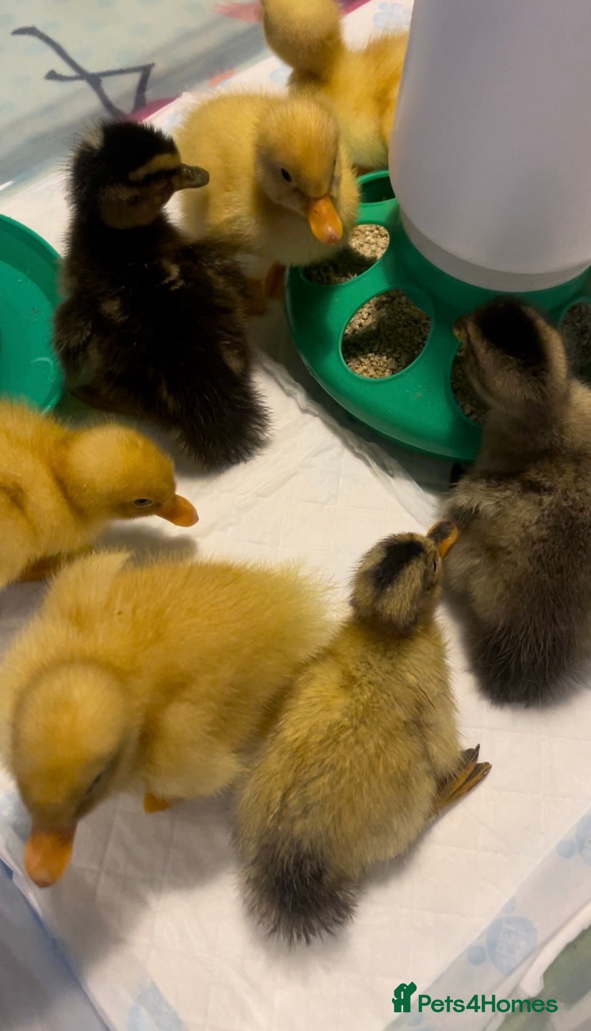 Ducks poultry Hatching eggs - Advert 2