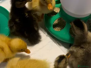 Ducks poultry Hatching eggs - Advert 1