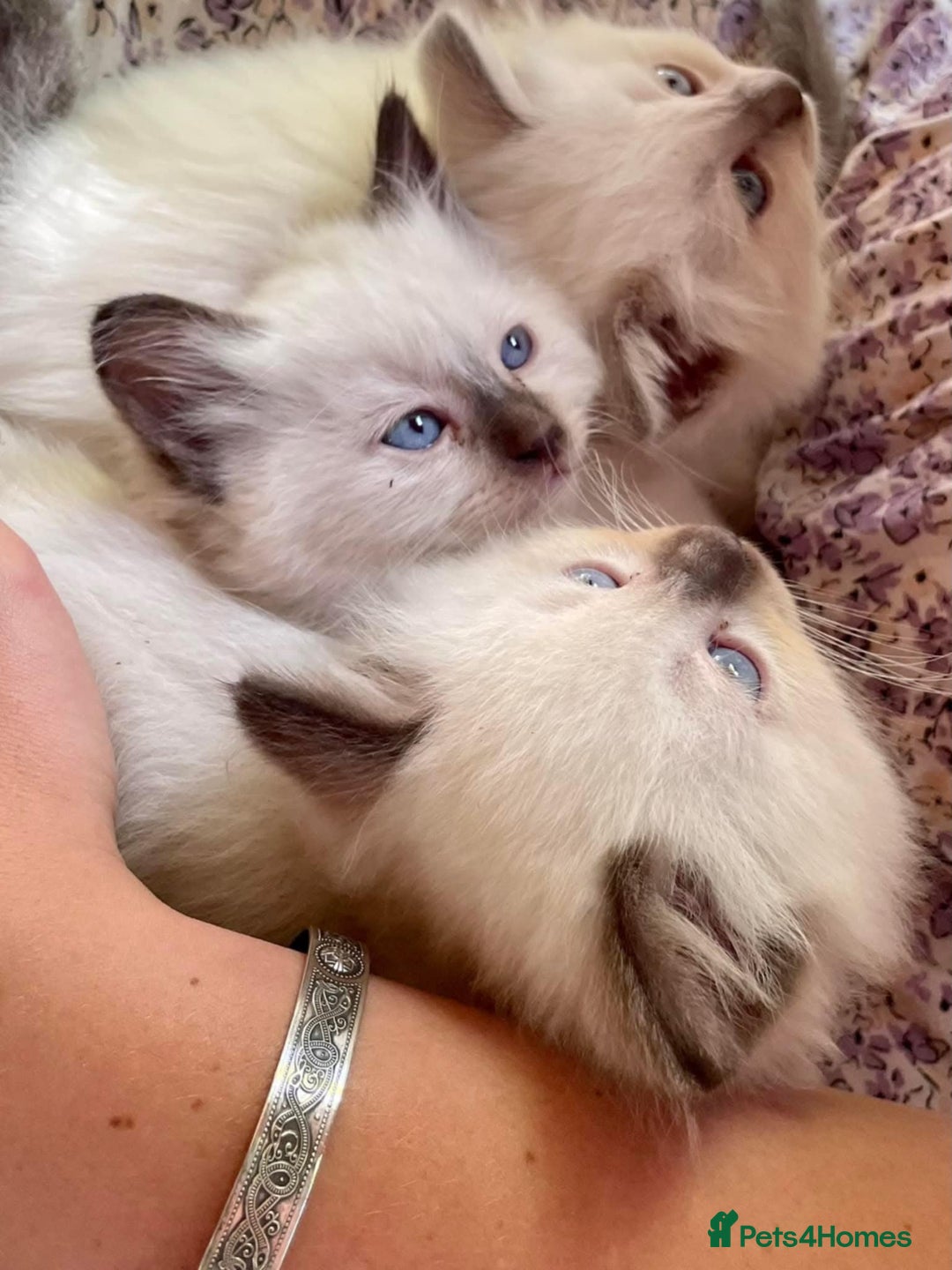 Ragdoll cats for sale: Beautiful Ragdoll Kittens - Image 7