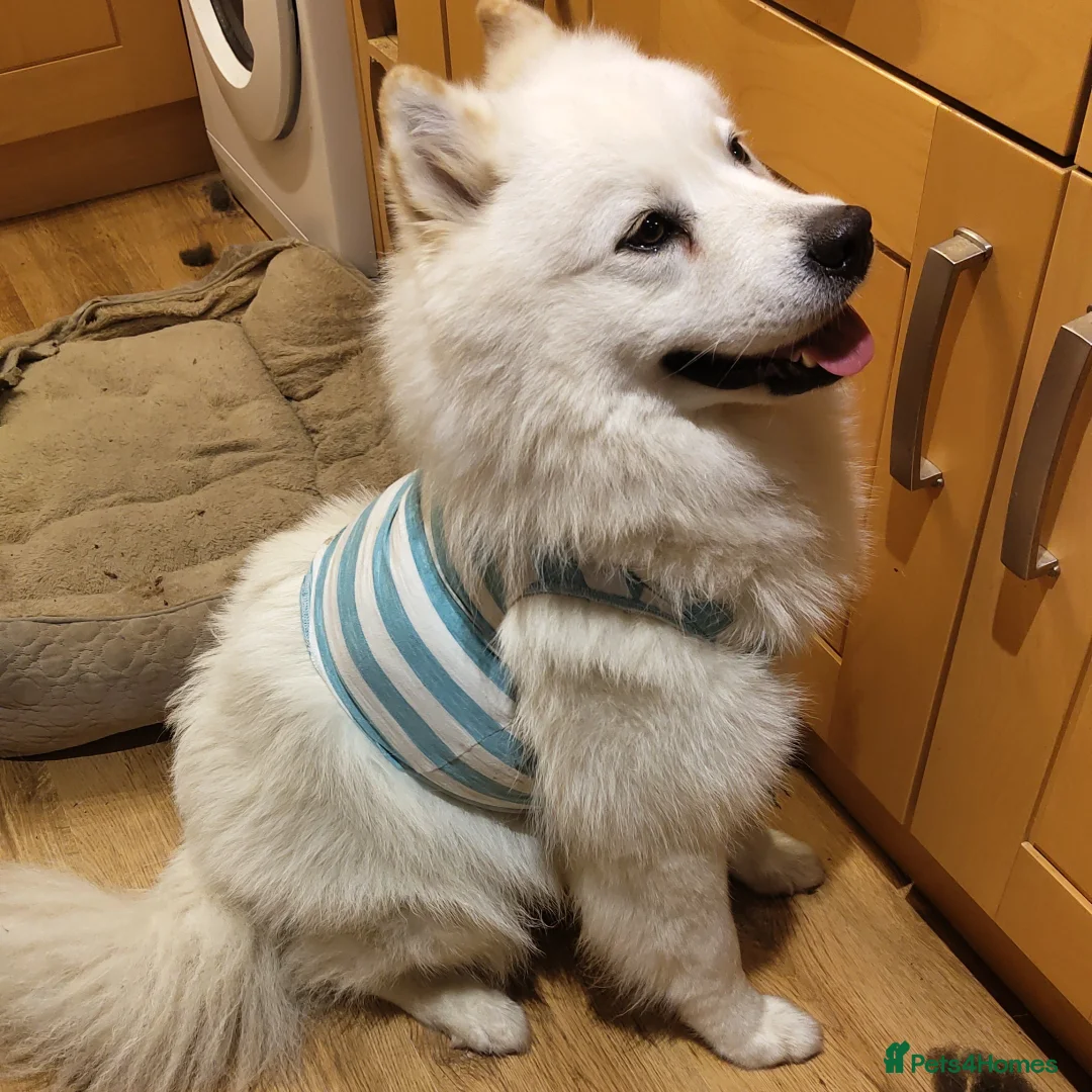 Samoyed dogs for sale: Samoyed Male 4 years old - Advert 2