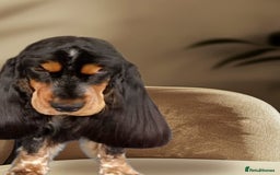 Cocker Spaniel dogs for sale: Gorgeous show cocker spaniel puppies for sale  - Image 12