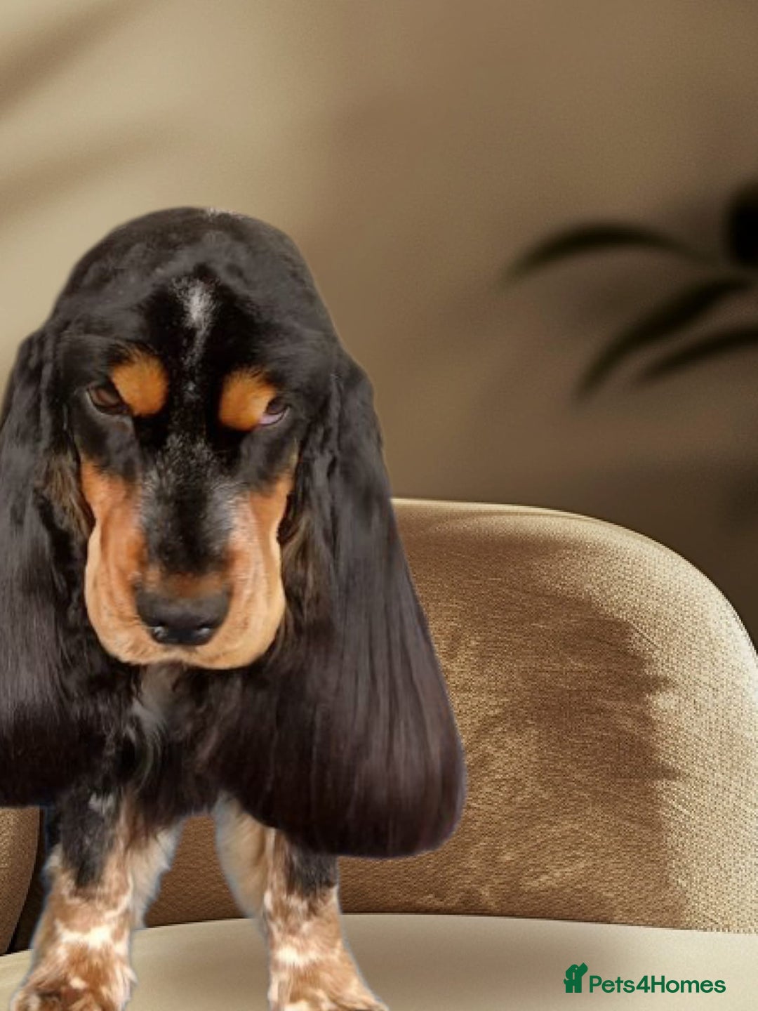 Cocker Spaniel dogs for sale: Gorgeous show cocker spaniel puppies for sale  - Image 12