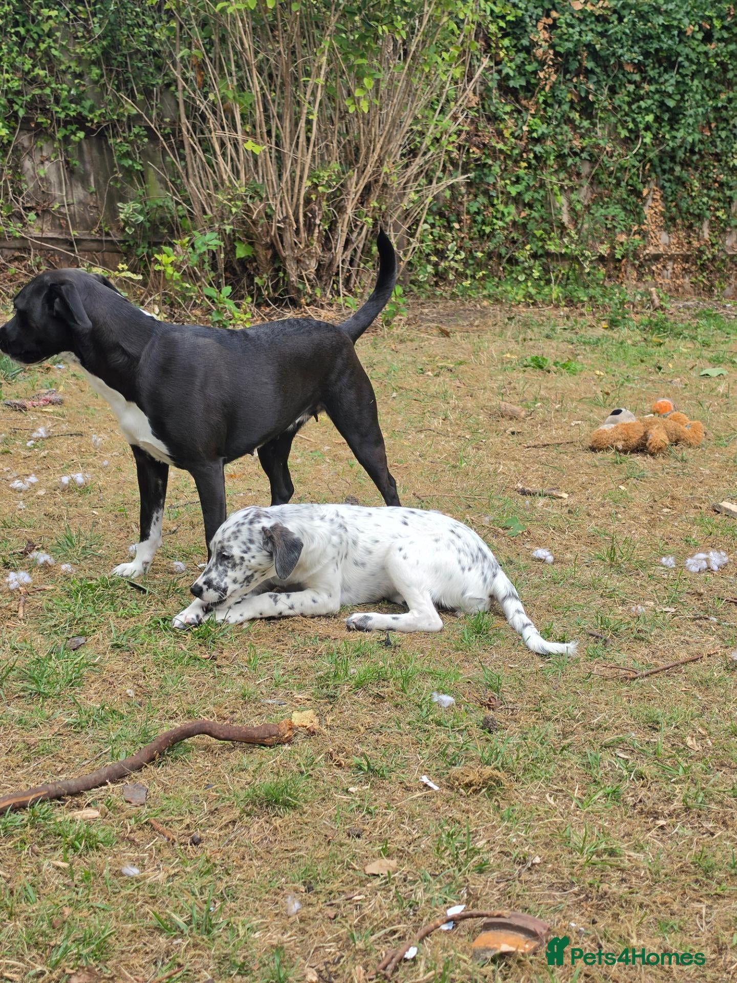 Mixed Breed dogs Beautiful female puppy 5 months - Advert 8
