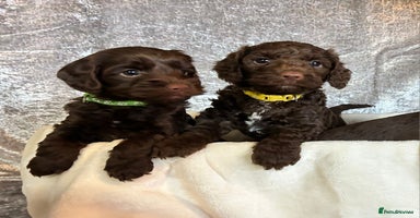 Cockapoo dogs - Advert 12