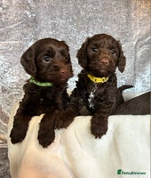 Cockapoo dogs - Advert 12