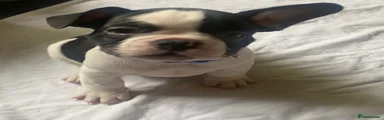 French Bulldog Puppy 1