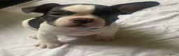 French Bulldog dogs for sale: French bulldog puppies  in Manchester - Advert 3
