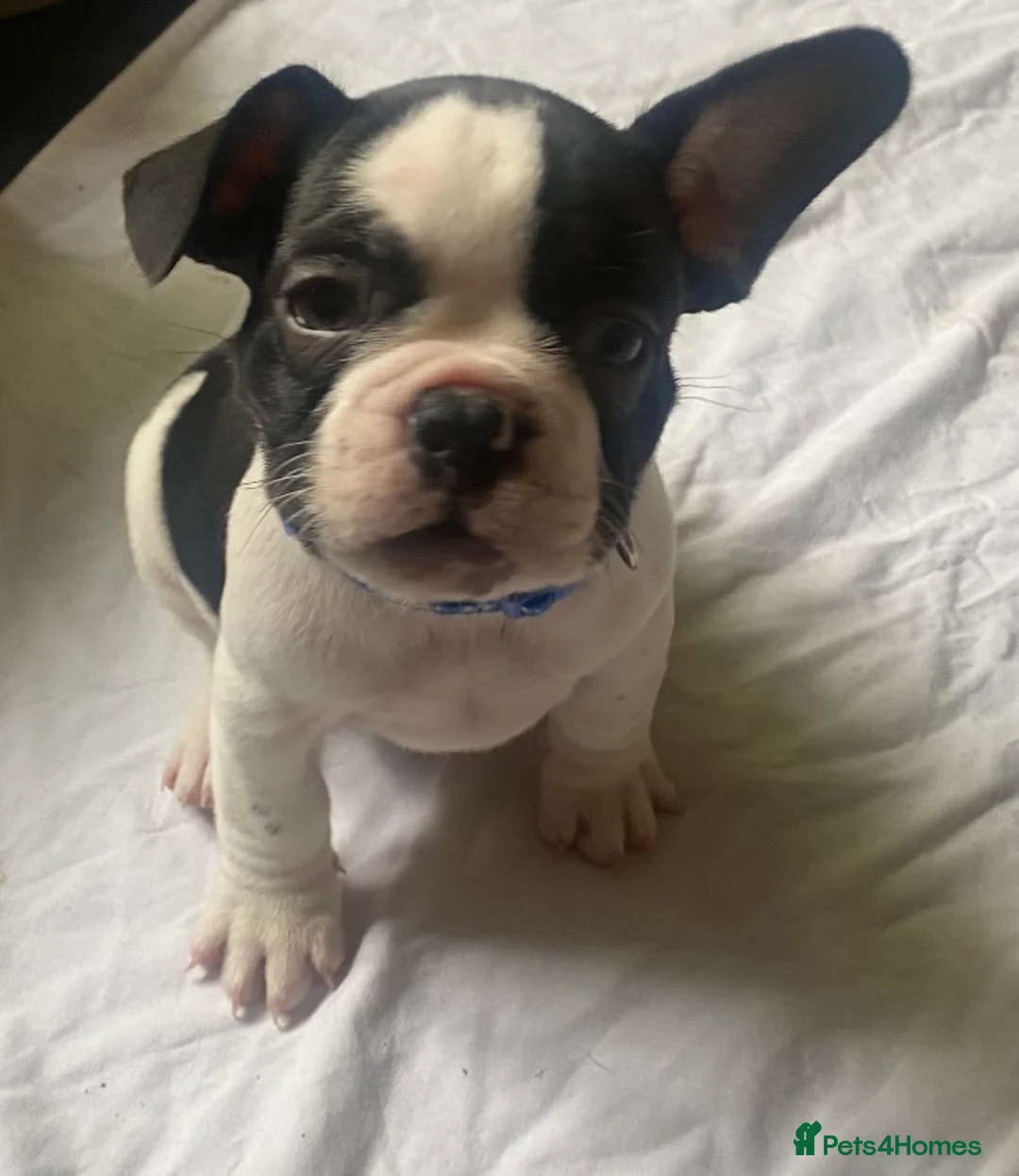French Bulldog dogs for sale: French bulldog puppies  in Manchester - Advert 3