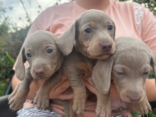 Miniature Dachshund dogs - Advert 4