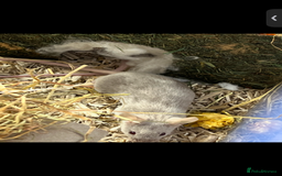 Mouse rodents for sale: 2 young female mice  - Advert 6