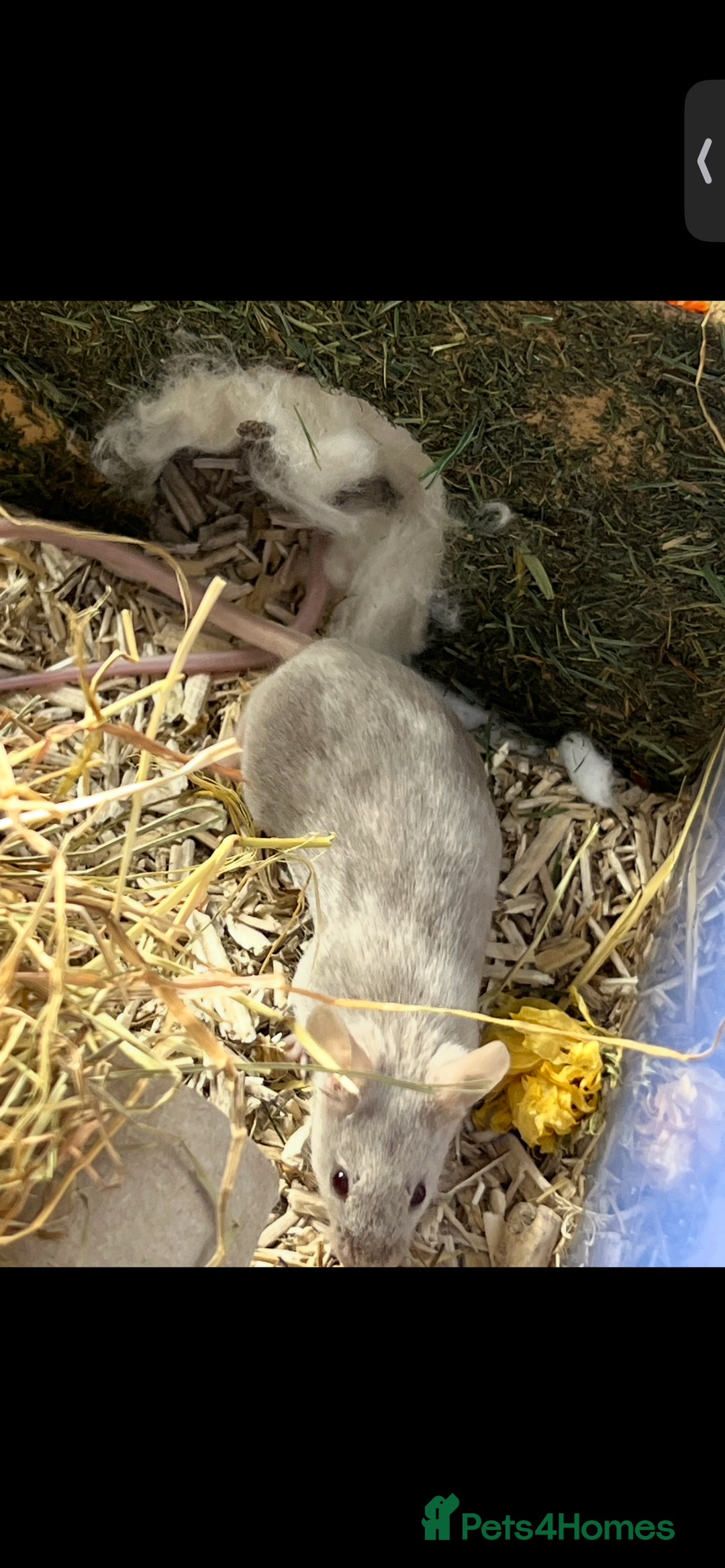 Mouse rodents for sale: 2 young female mice  - Advert 6