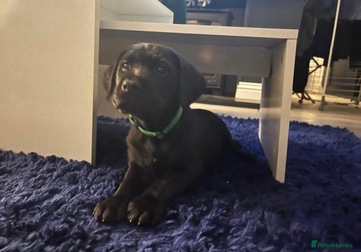 Mixed Breed dogs Pointer/lab pups - Advert 6