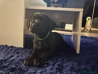 Mixed Breed dogs Pointer/lab pups - Advert 6