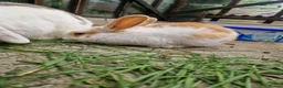 Mixed Breed rabbits for sale: Holland Lop mix  in Hartlepool - Advert 5