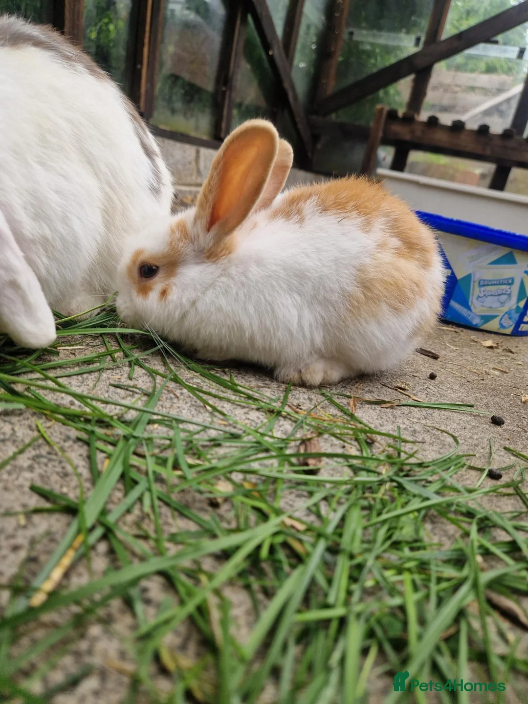 Mixed Breed rabbits for sale: Holland Lop mix  in Hartlepool - Advert 5
