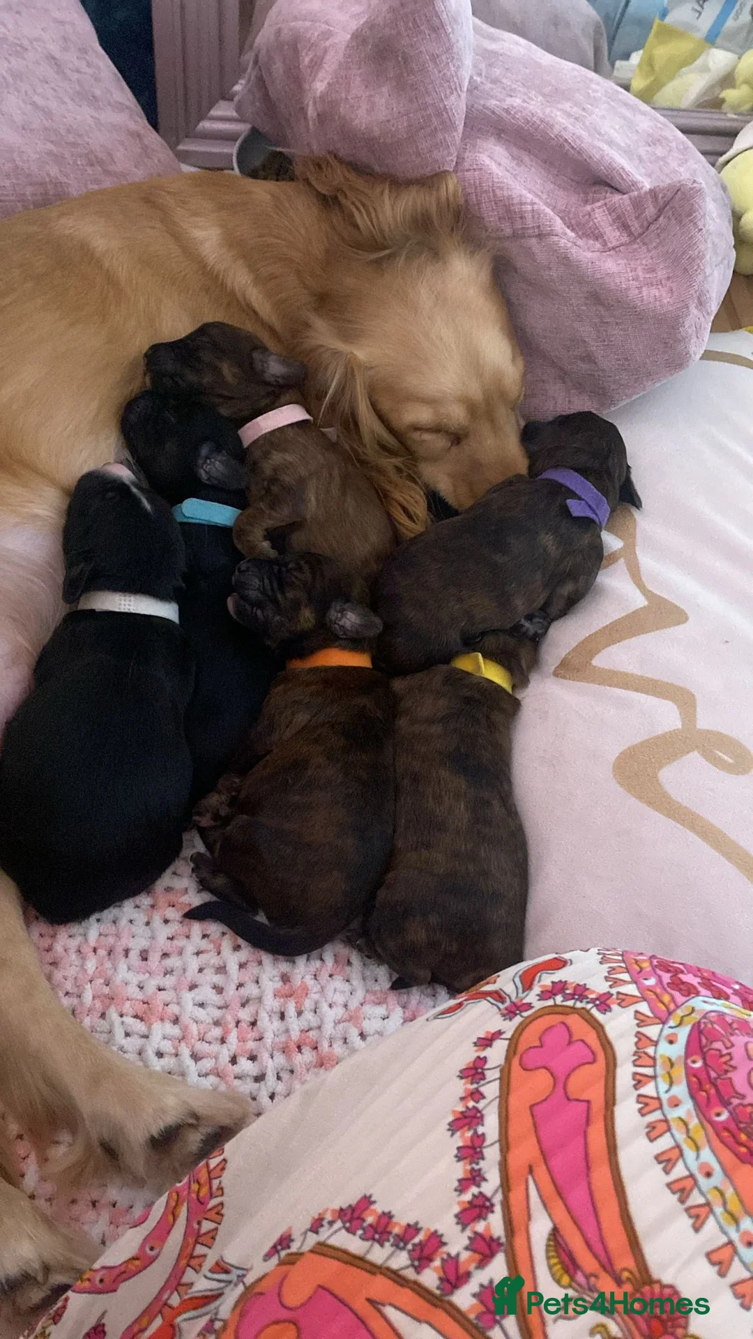 Mixed Breed dogs for sale: 7 beautiful shocker pups - Advert 2