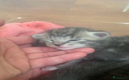 Mixed Breed cats for sale: Little ones are looking for home - Image 3
