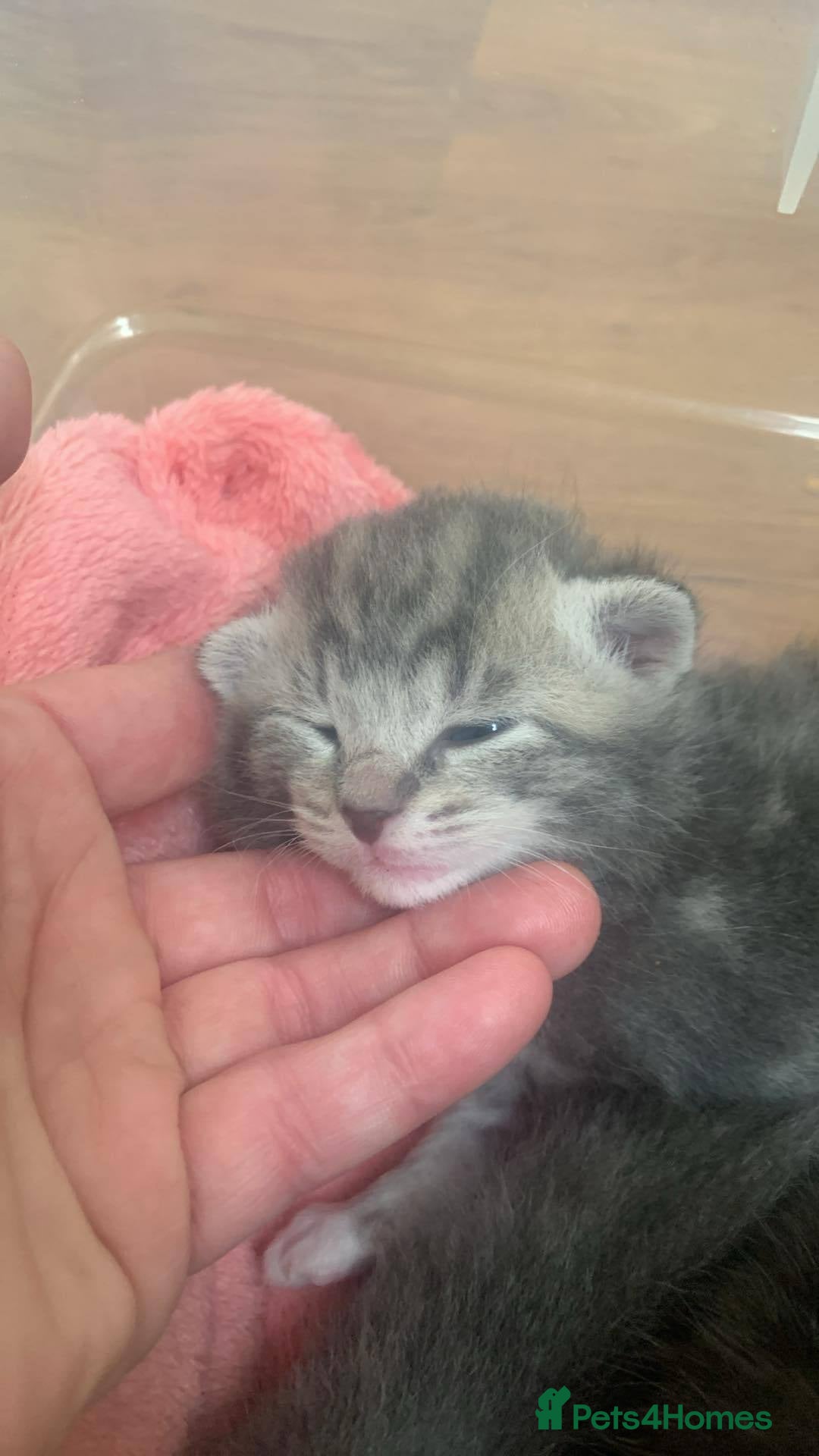 Mixed Breed cats for sale: Little ones are looking for home - Image 3
