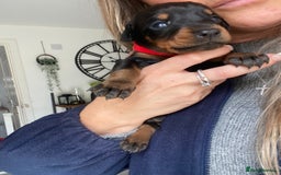 Dobermann dogs for sale: 9 KC Reg pedigree Doberman puppies - Image 14