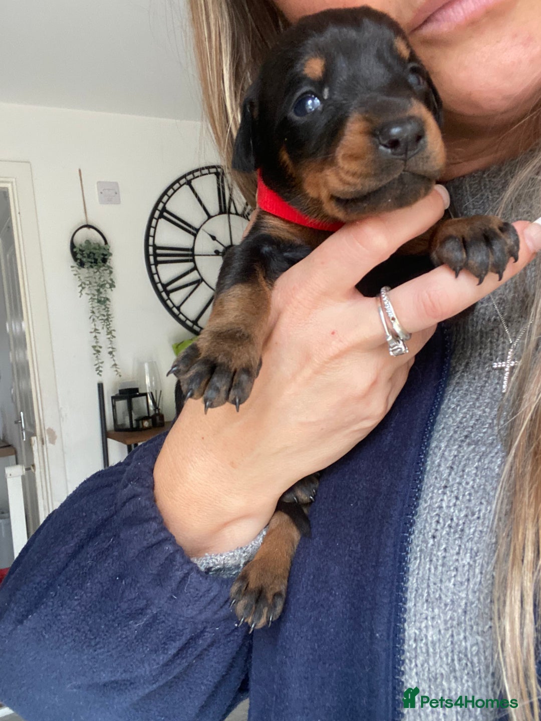 Dobermann dogs for sale: 9 KC Reg pedigree Doberman puppies - Image 14