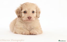 Doxiepoo dogs for sale: Adorable Doxiepoo puppies  - Image 12