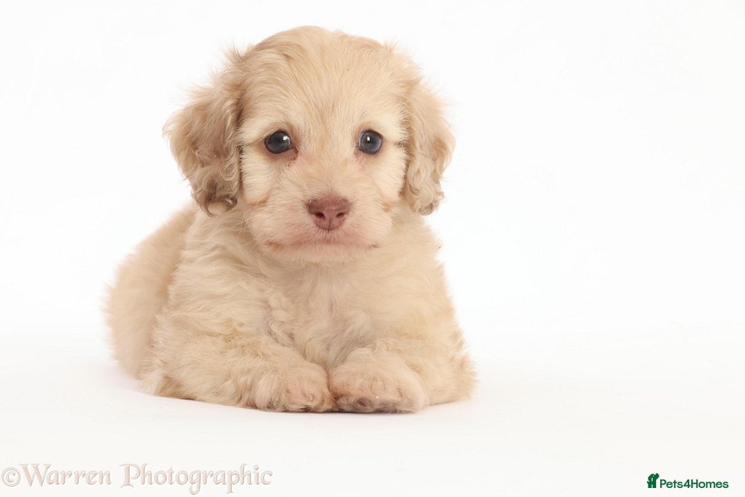 Doxiepoo dogs for sale: Adorable Doxiepoo puppies  - Image 12