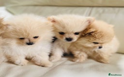 Pomeranian dogs for sale: Pomeranian  puppies  - Image 18
