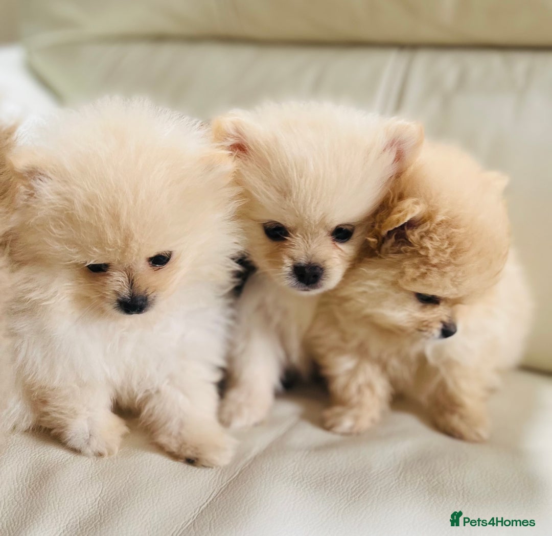 Pomeranian dogs for sale: Pomeranian  puppies  - Image 18