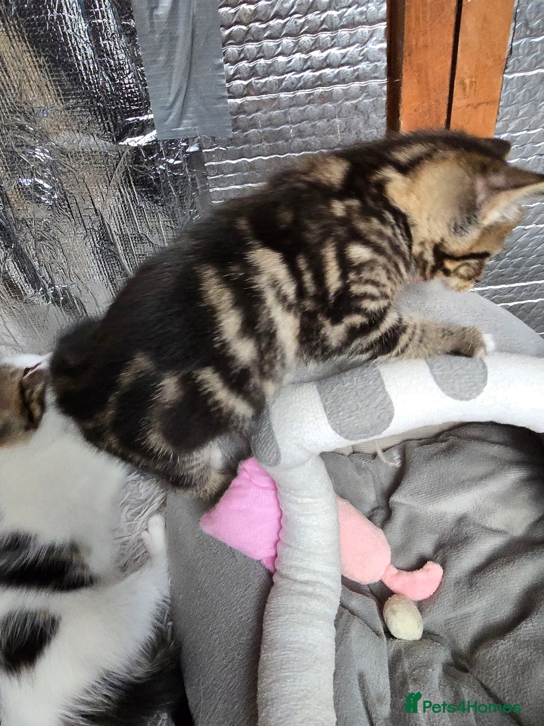 Mixed Breed cats for sale: Premium mixed breed kittens - Image 29