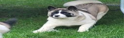 Akita dogs for sale: Female Akita (Brie) - Advert 7