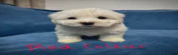 Bichon Frise dogs for sale: 6 Beautiful bichon frise puppies 🐶  in Doncaster - Advert 34