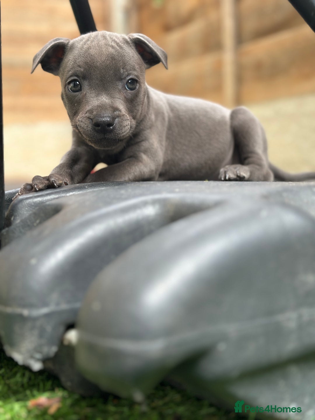 Staffordshire Bull Terrier dogs for sale: Quality Staffordshire Bull Terriers  - Image 26