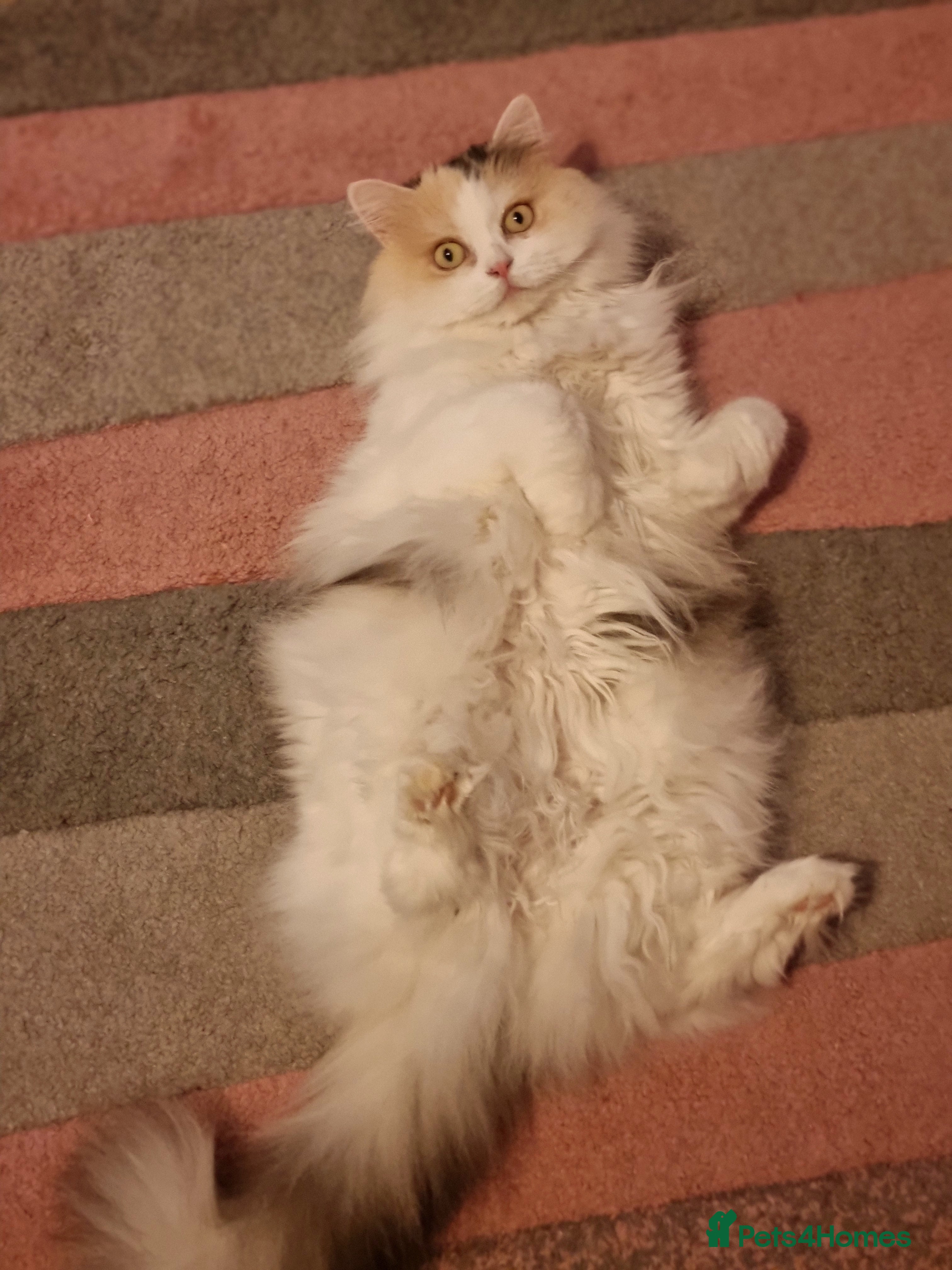 Scottish Fold cats Scottish fold straight female age 7 - Advert 9