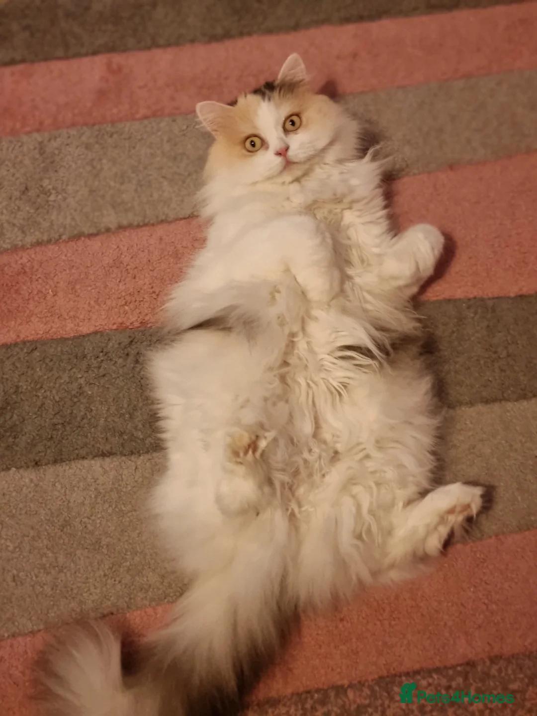 Scottish Fold cats for sale: Scottish fold straight female age 7 - Advert 1