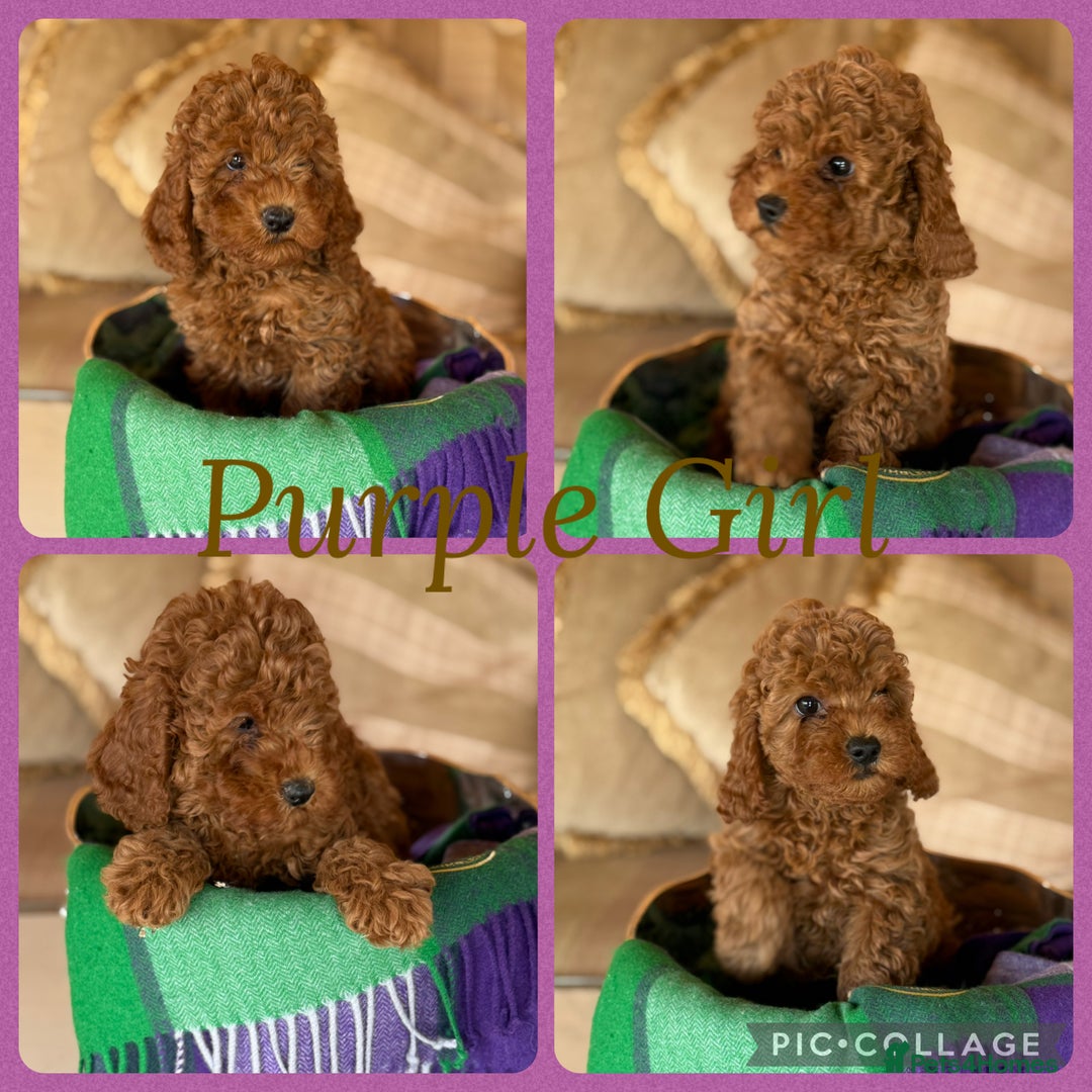 Cavapoo dogs for sale: Extensively Health Tested F1b Cavapoo Puppies   - Image 2