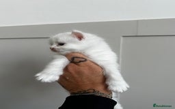 Mixed Breed cats for sale: Kittens  - Image 1