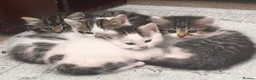 Mixed Breed cats for sale: Fluffy white and tabby super friendly kittens  in Rugby - Advert 25
