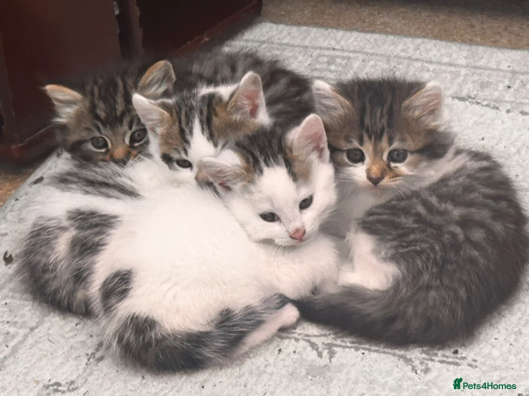Mixed Breed cats for sale: Fluffy white and tabby super friendly kittens  in Rugby - Advert 25
