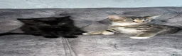 Domestic Shorthair cats for sale: Gorgeous kittens tabby and black  - Advert 16