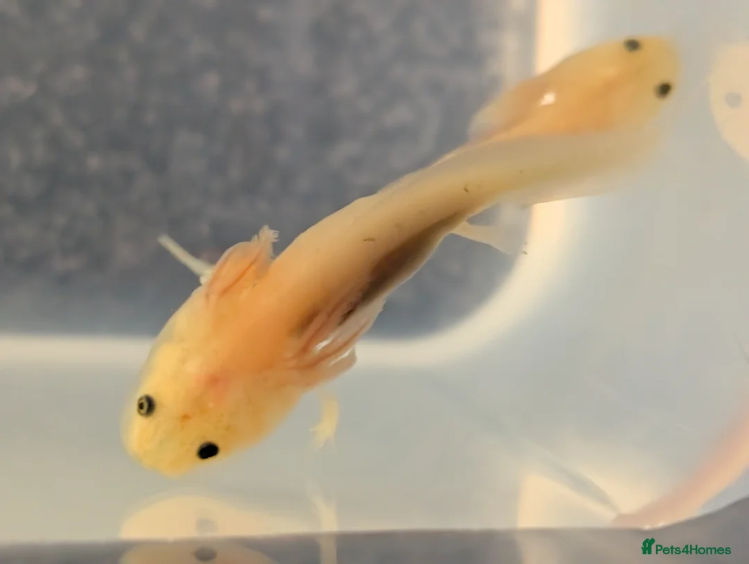 Axolotl reptiles for sale: Baby Axolotl  in Bexleyheath - Advert 1