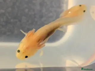 Axolotl reptiles Baby Axolotl - Advert 1