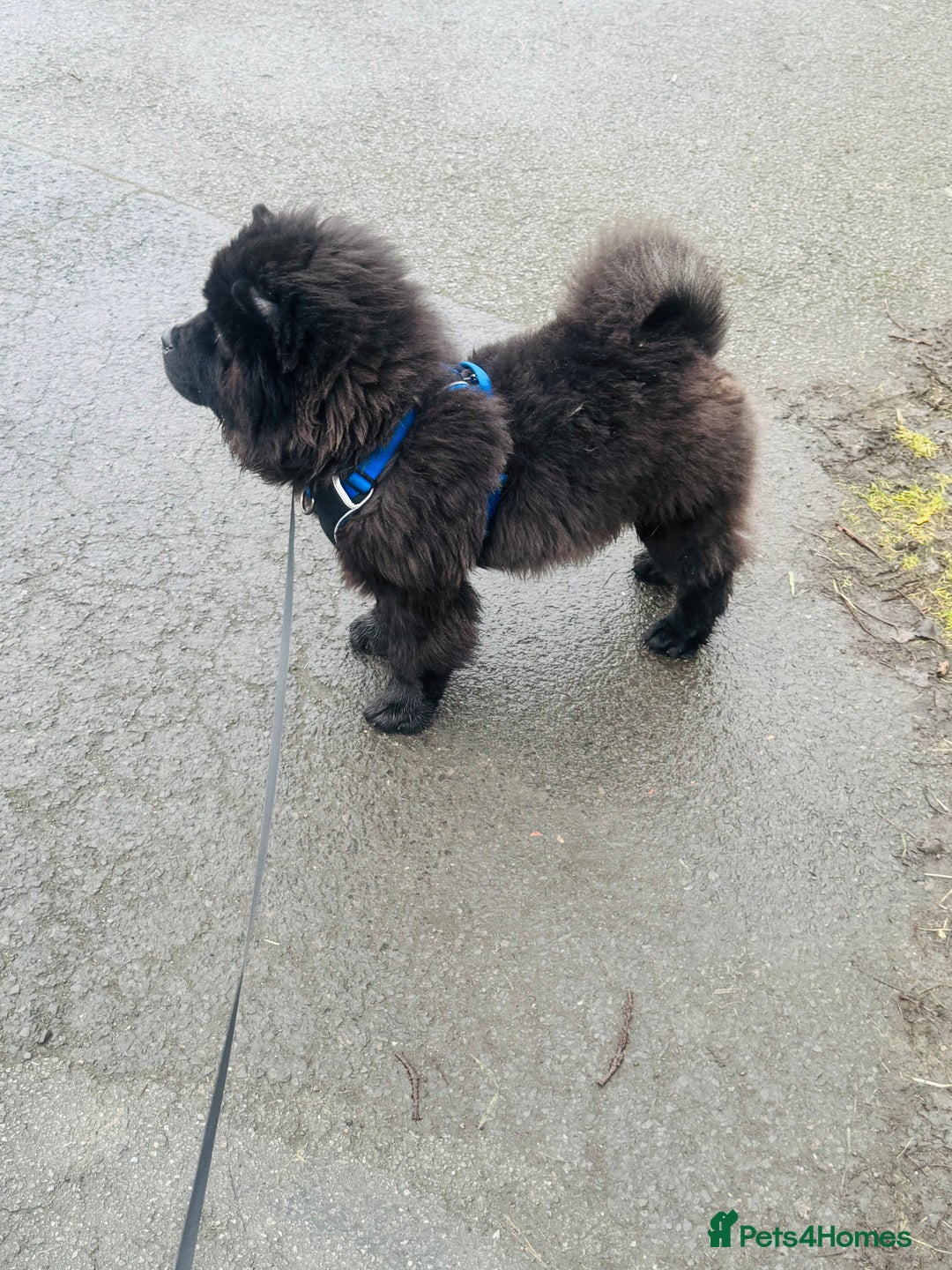 Chow Chow dogs for sale: Big bear  - Image 6