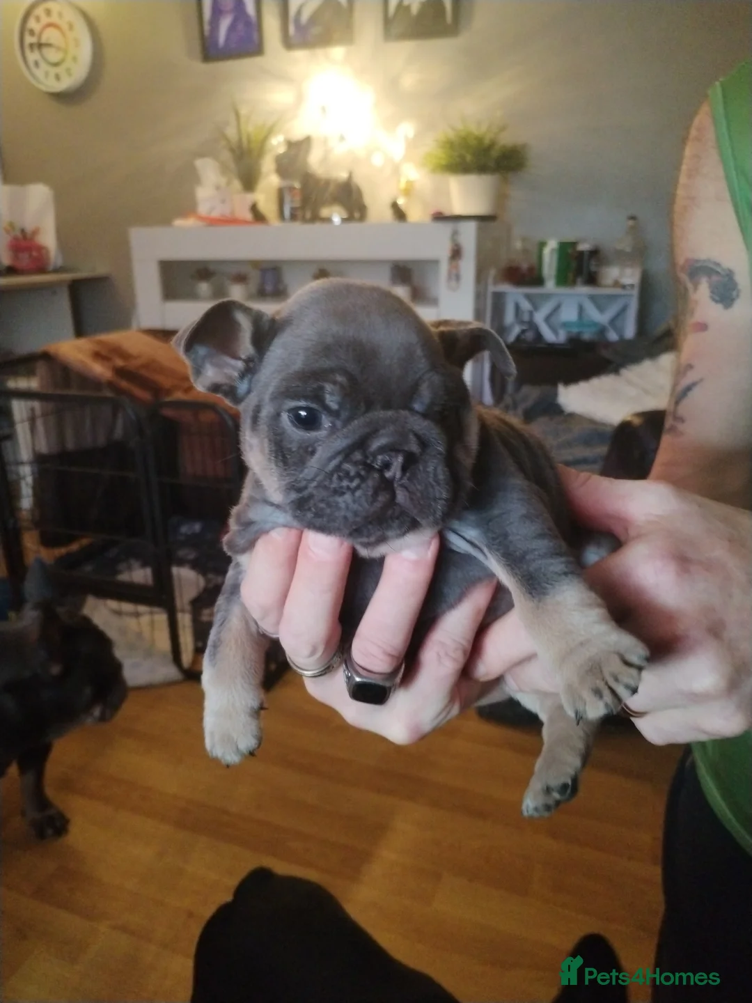 Bull Terrier dogs for sale: Bull Terrier  - Advert 4