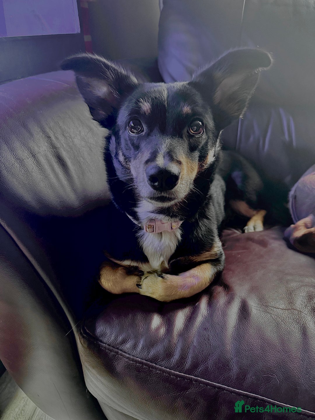 Mixed Breed dogs for sale: Female Corgi Collie mix - Advert 4