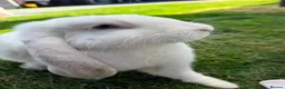 French Lop rabbits for sale: Blue-Eyed White French Lop Giant Rabbits for Sale - Advert 2
