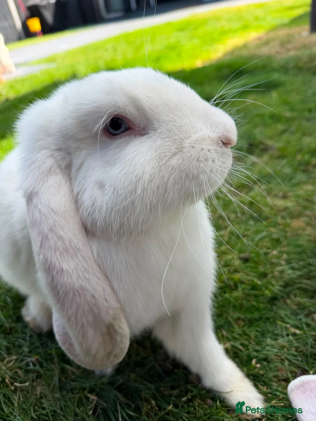 French Lop rabbits for sale: Blue-Eyed White French Lop Giant Rabbits for Sale - Advert 2